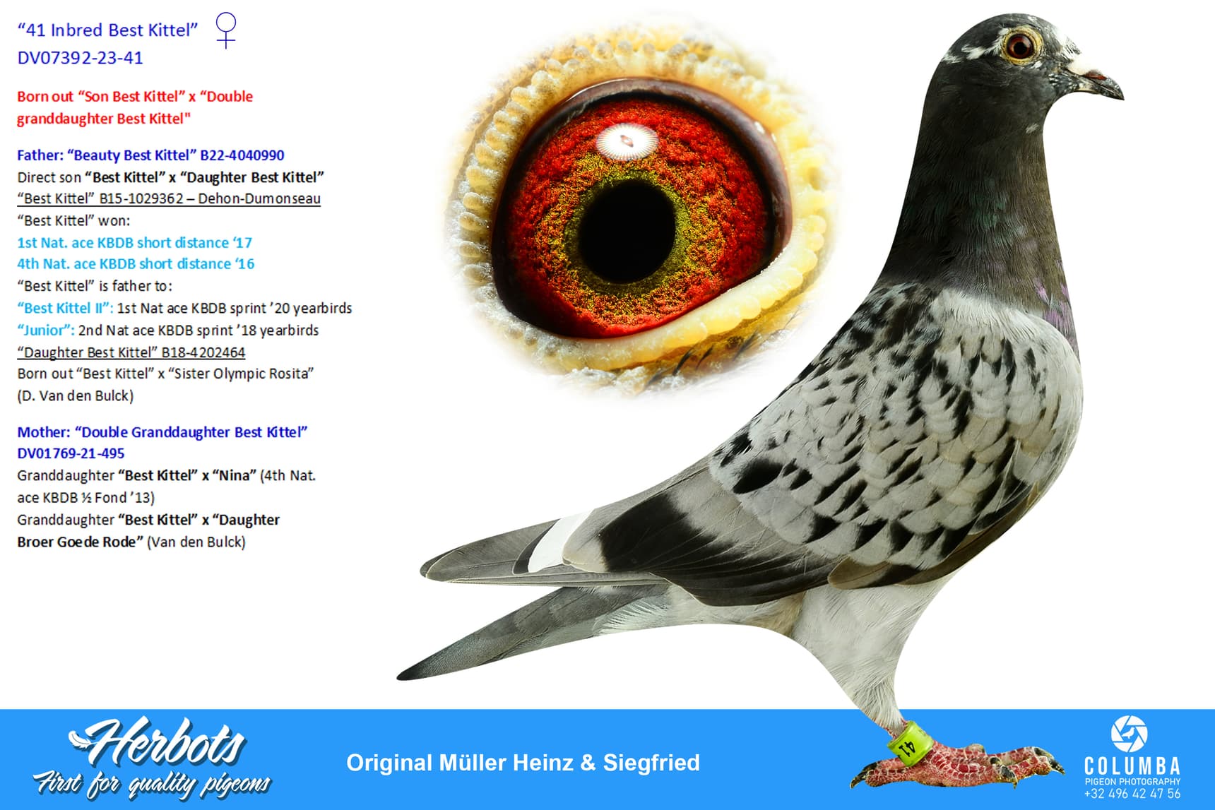 pigeon: “41 Inbred Best Kittel”