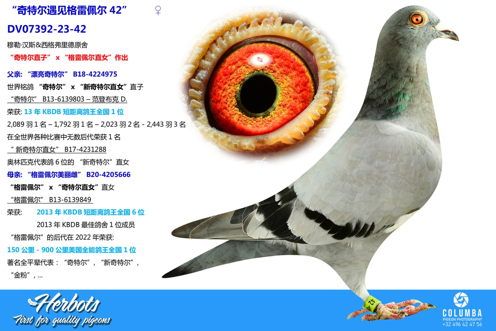 pigeon: “奇特尔遇见格雷佩尔42”