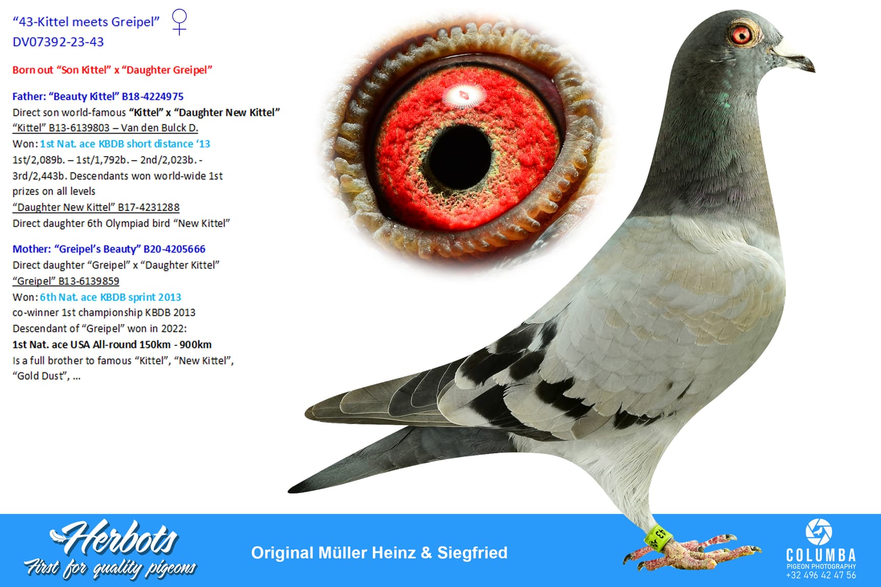pigeon: undefined