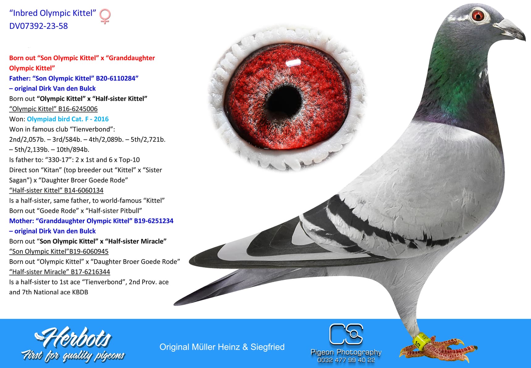 pigeon: “Inbred Olympic Kittel”