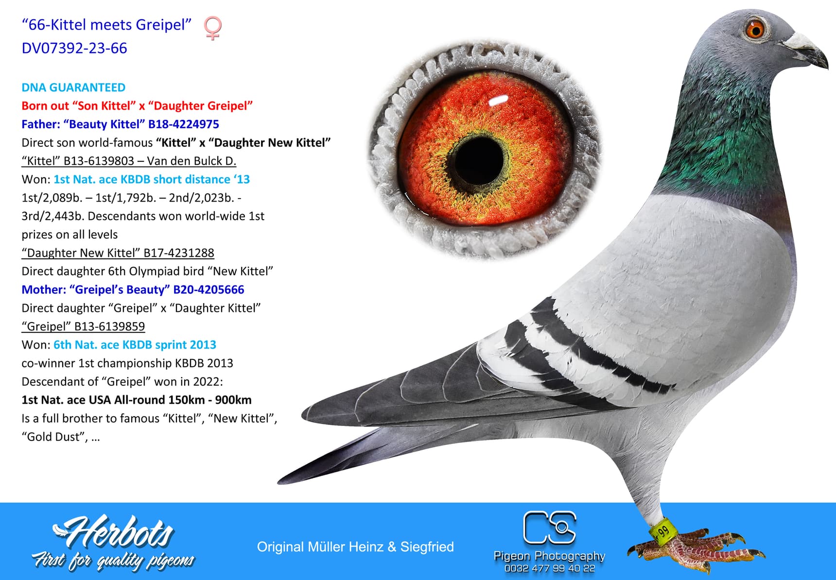 pigeon: “66-Kittel meets Greipel”