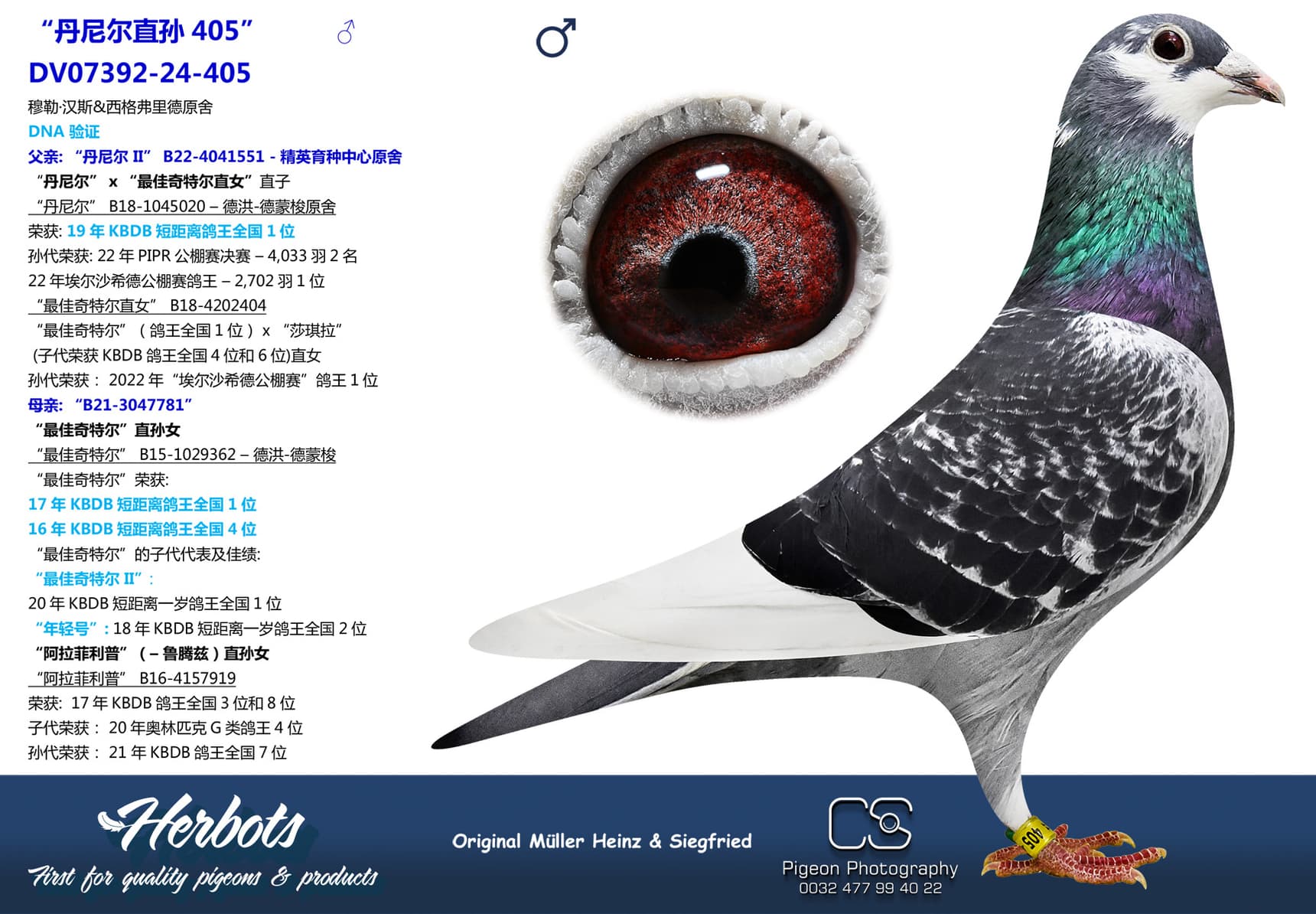 pigeon: undefined