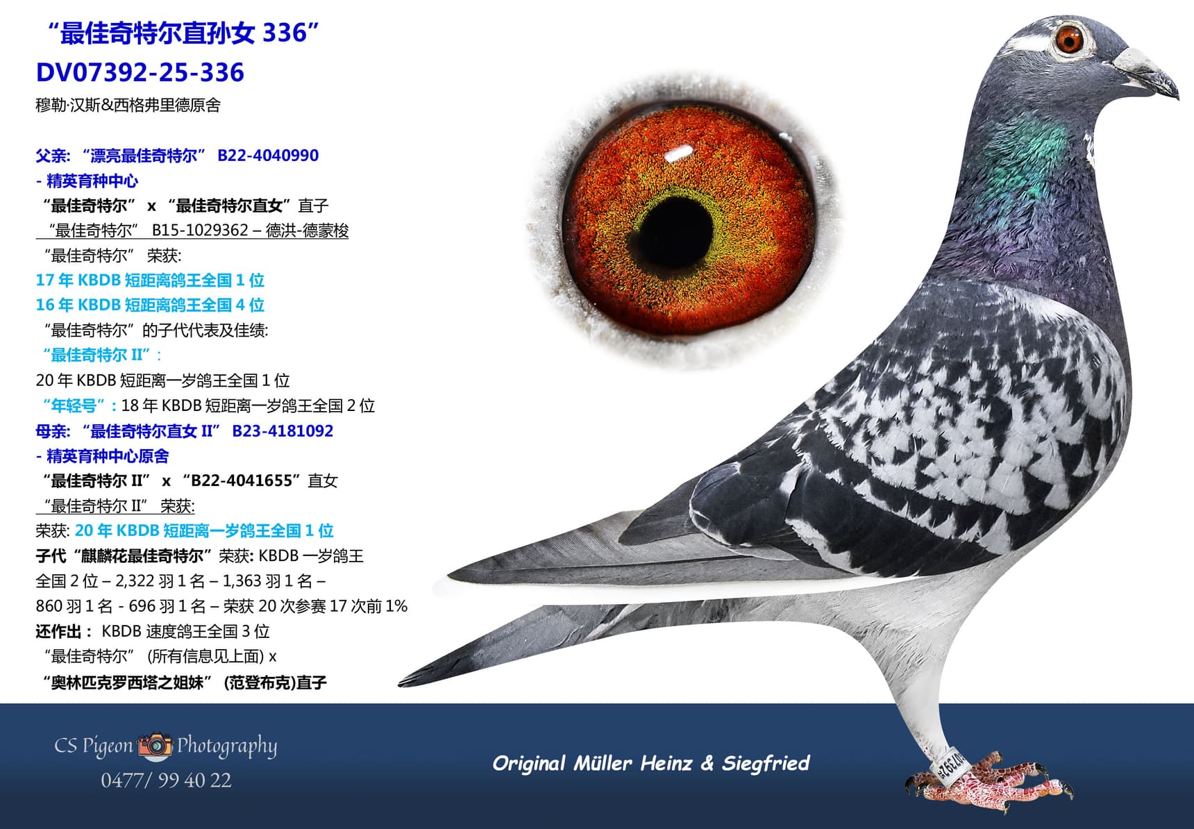 pigeon: undefined