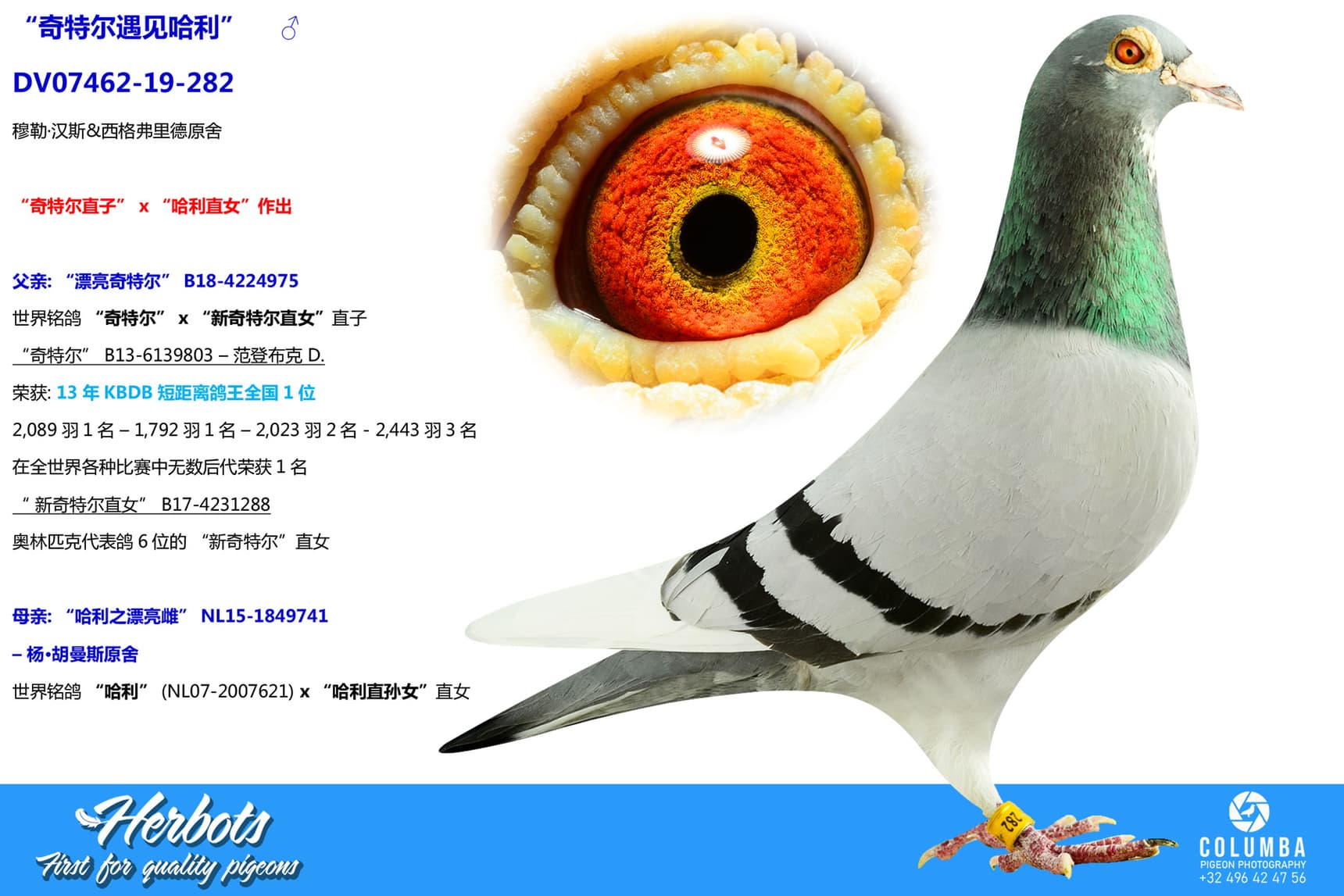 pigeon: “奇特尔遇见哈利”