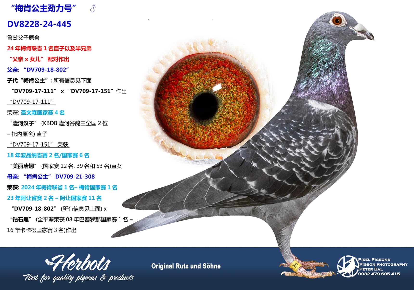 pigeon: “梅肯公主劲力号”