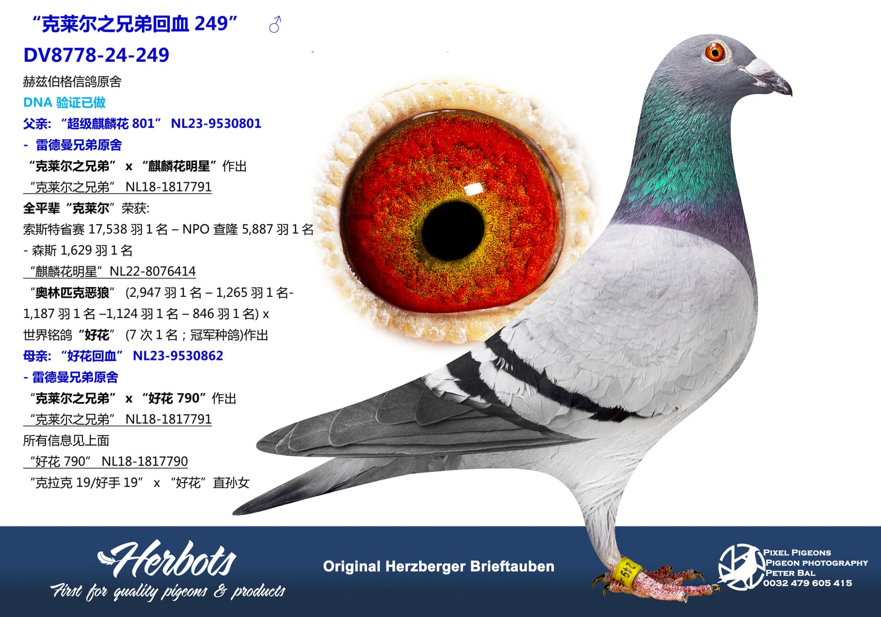 pigeon: undefined