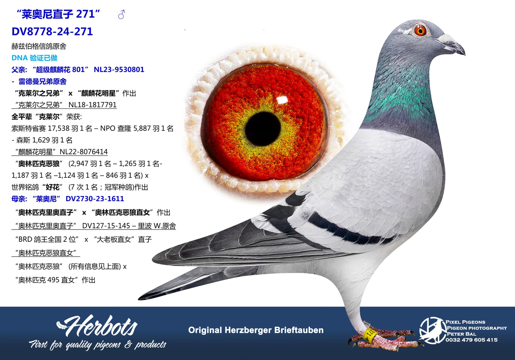 pigeon: undefined
