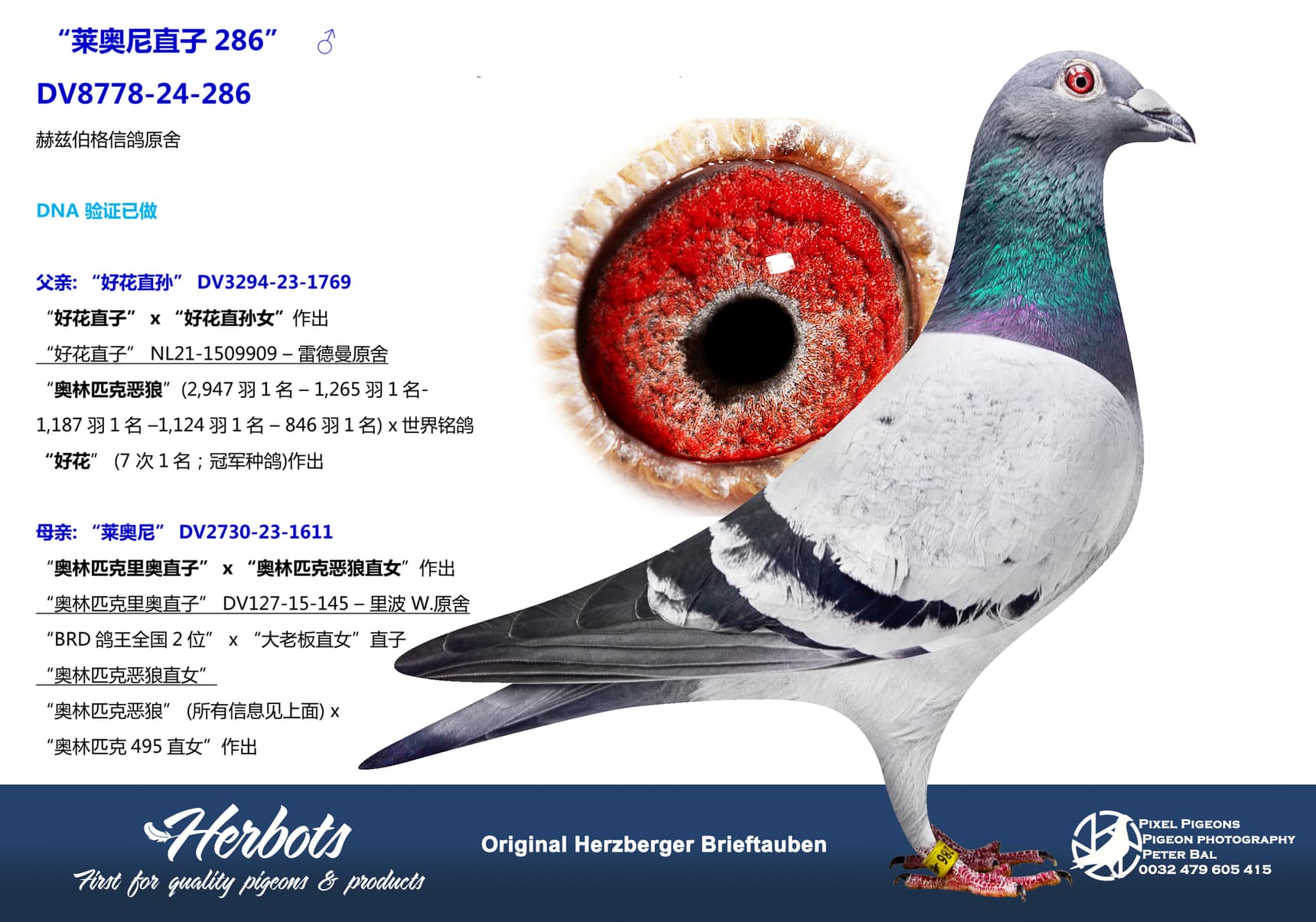 pigeon: undefined