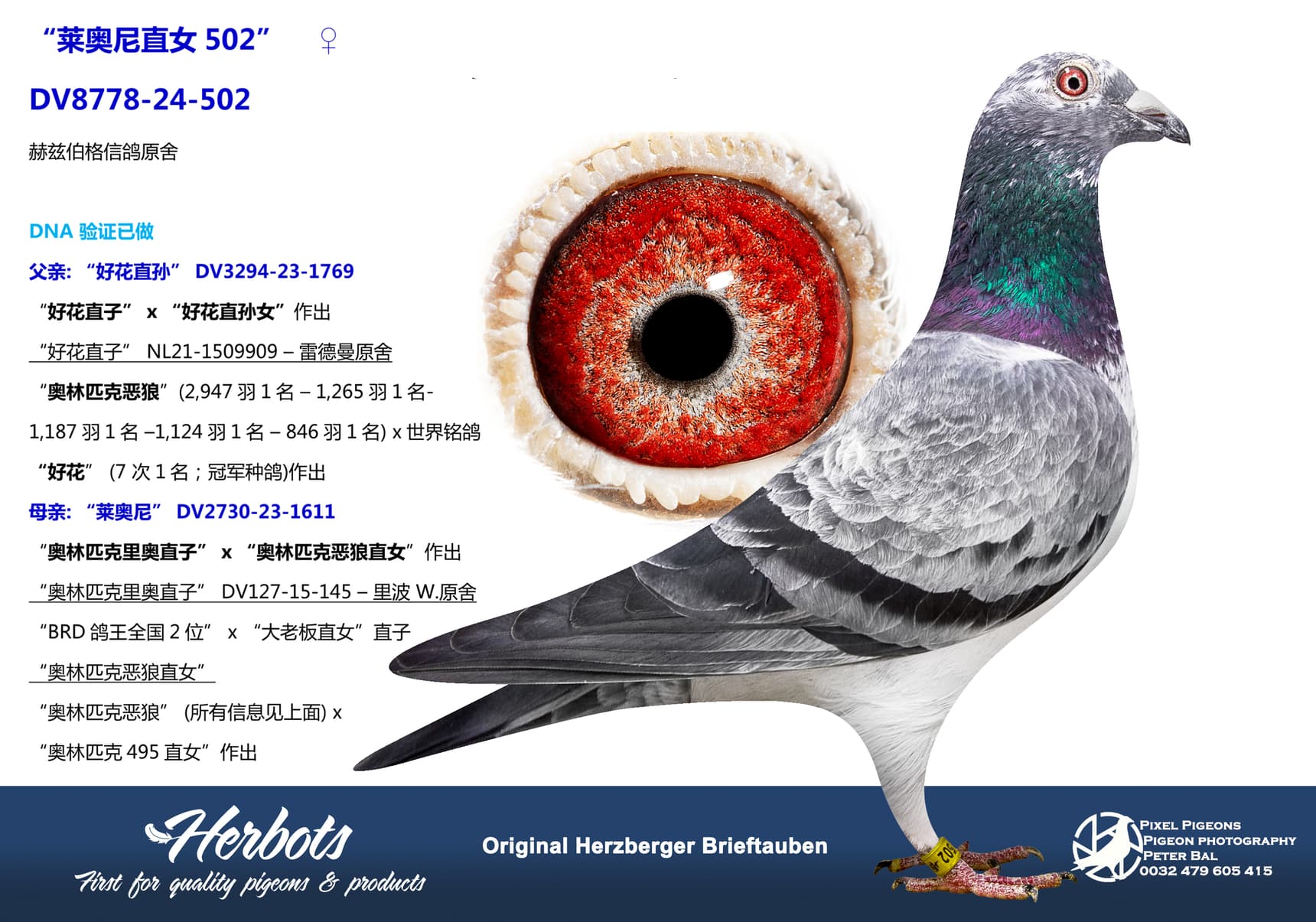 pigeon: undefined