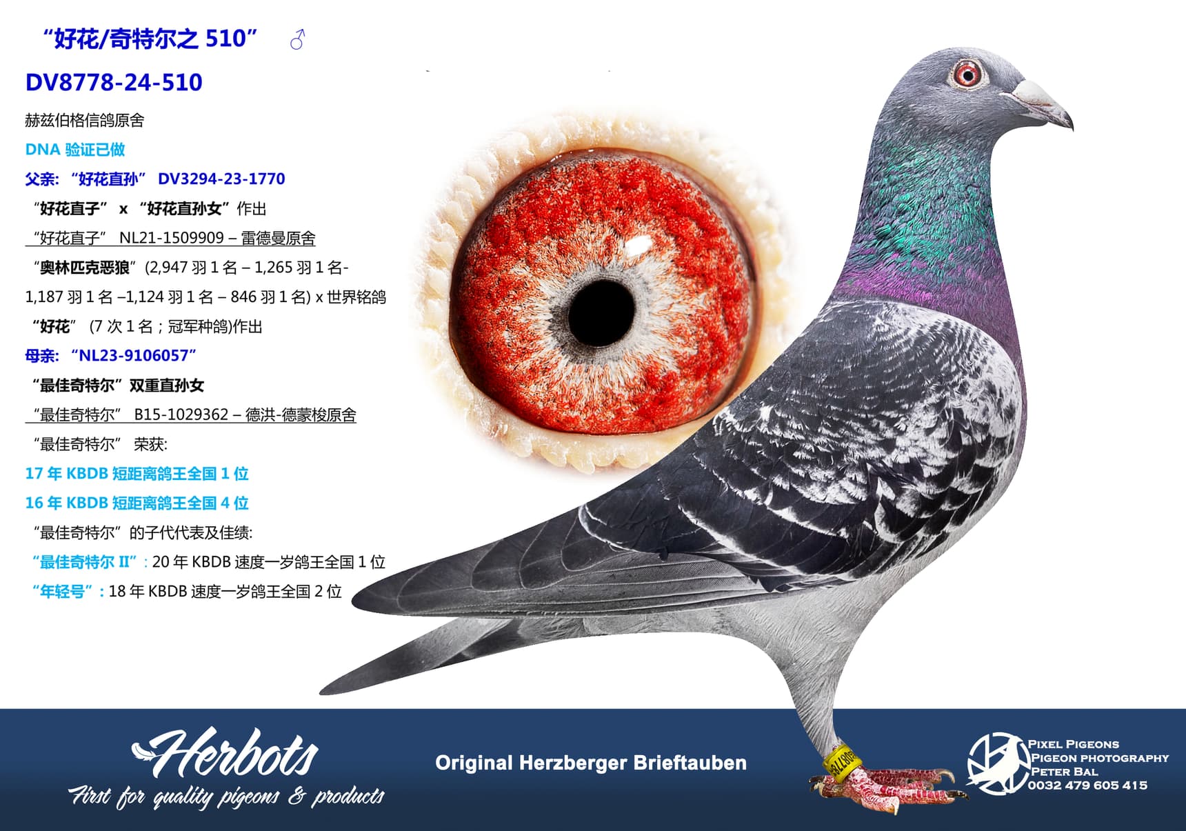 pigeon: undefined