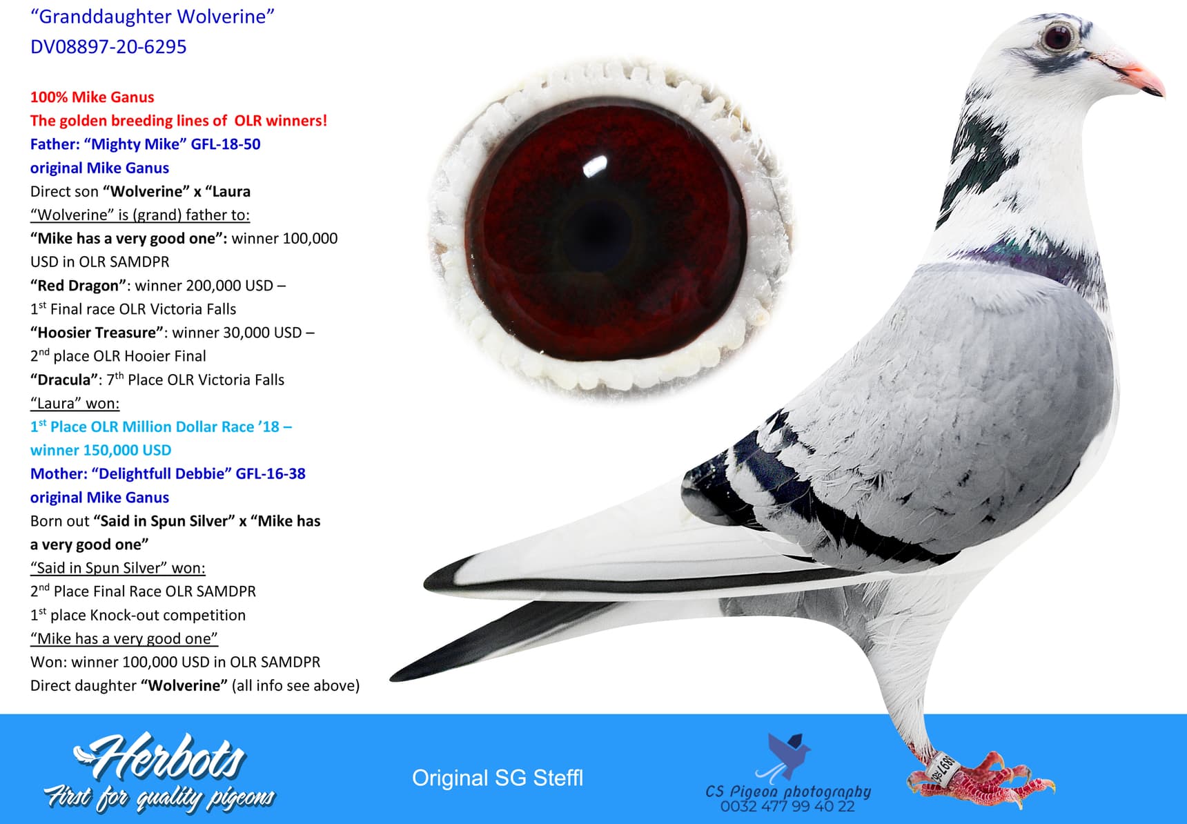 pigeon: “Granddaughter Wolverine”