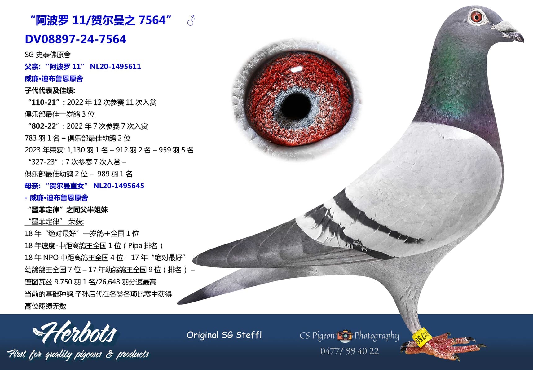pigeon: undefined