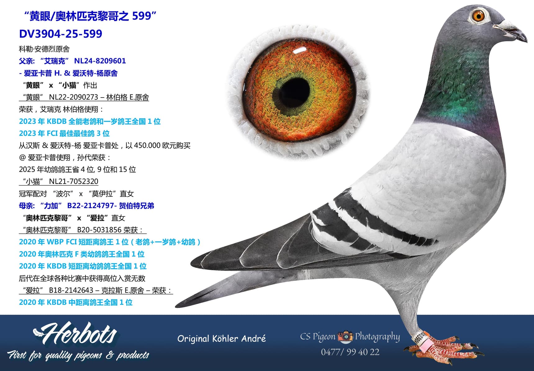 pigeon: “黄眼/奥林匹克黎哥之599”