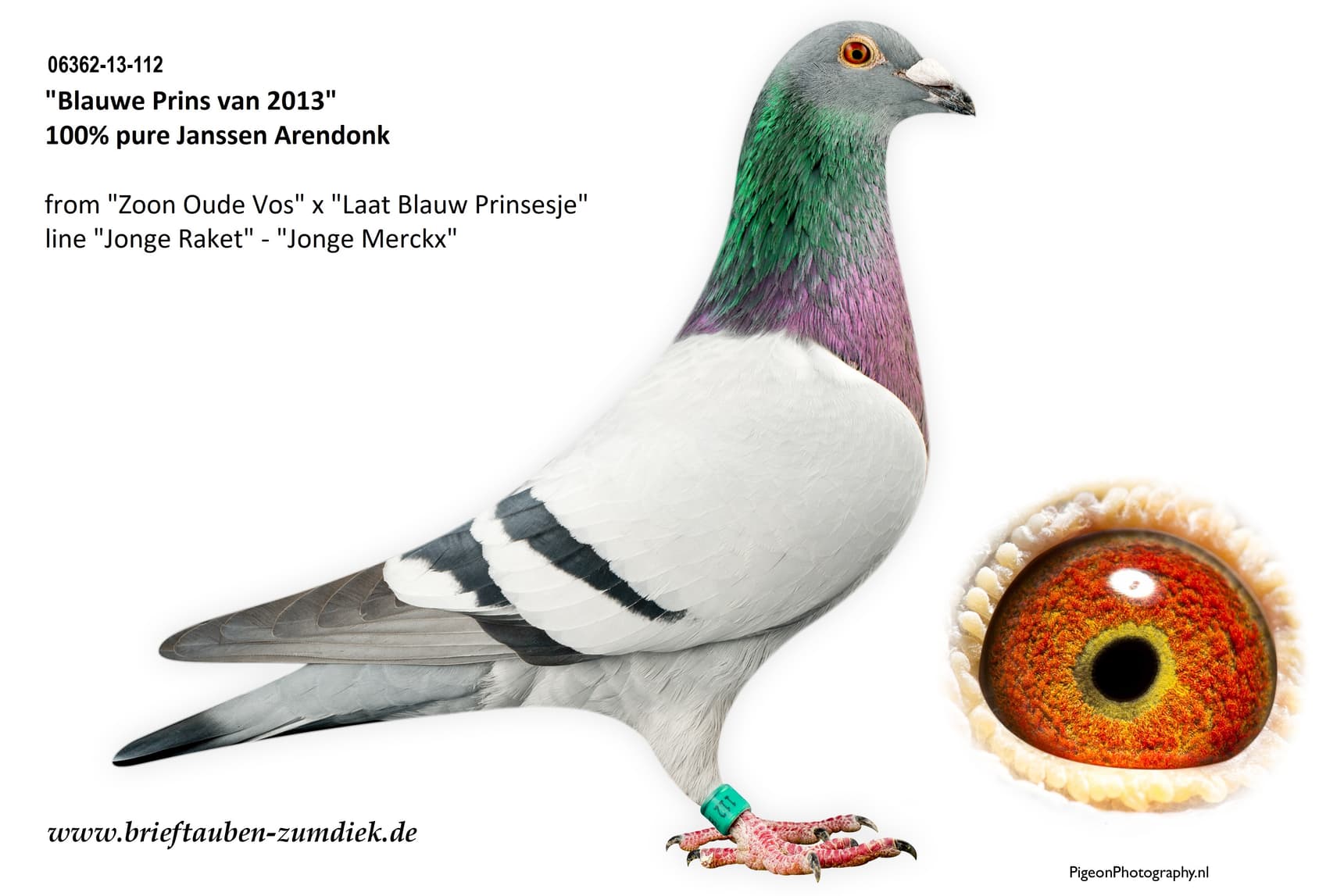 pigeon: Blauwe Prins van 2013