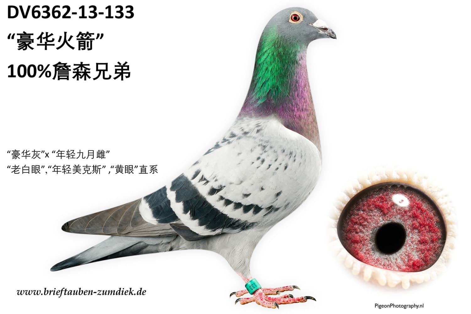 pigeon: undefined