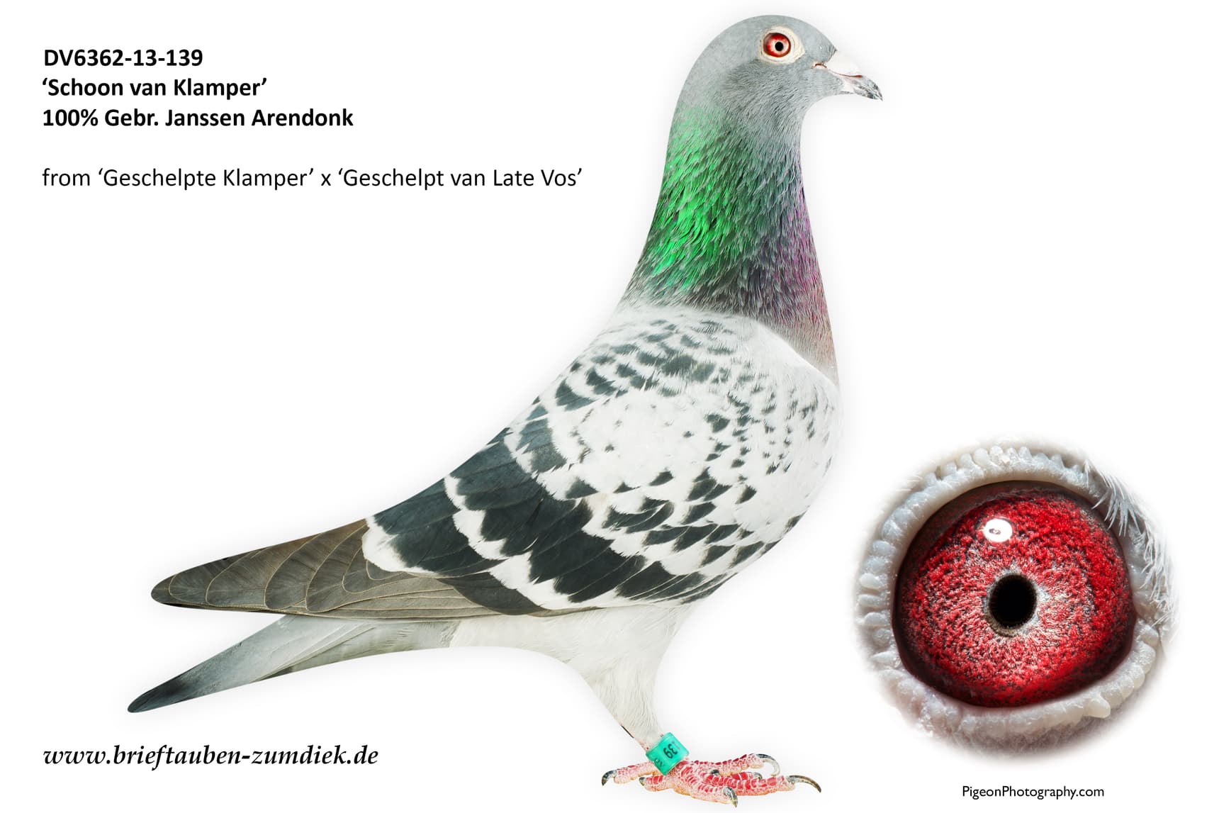 pigeon: Schoon van Klamper