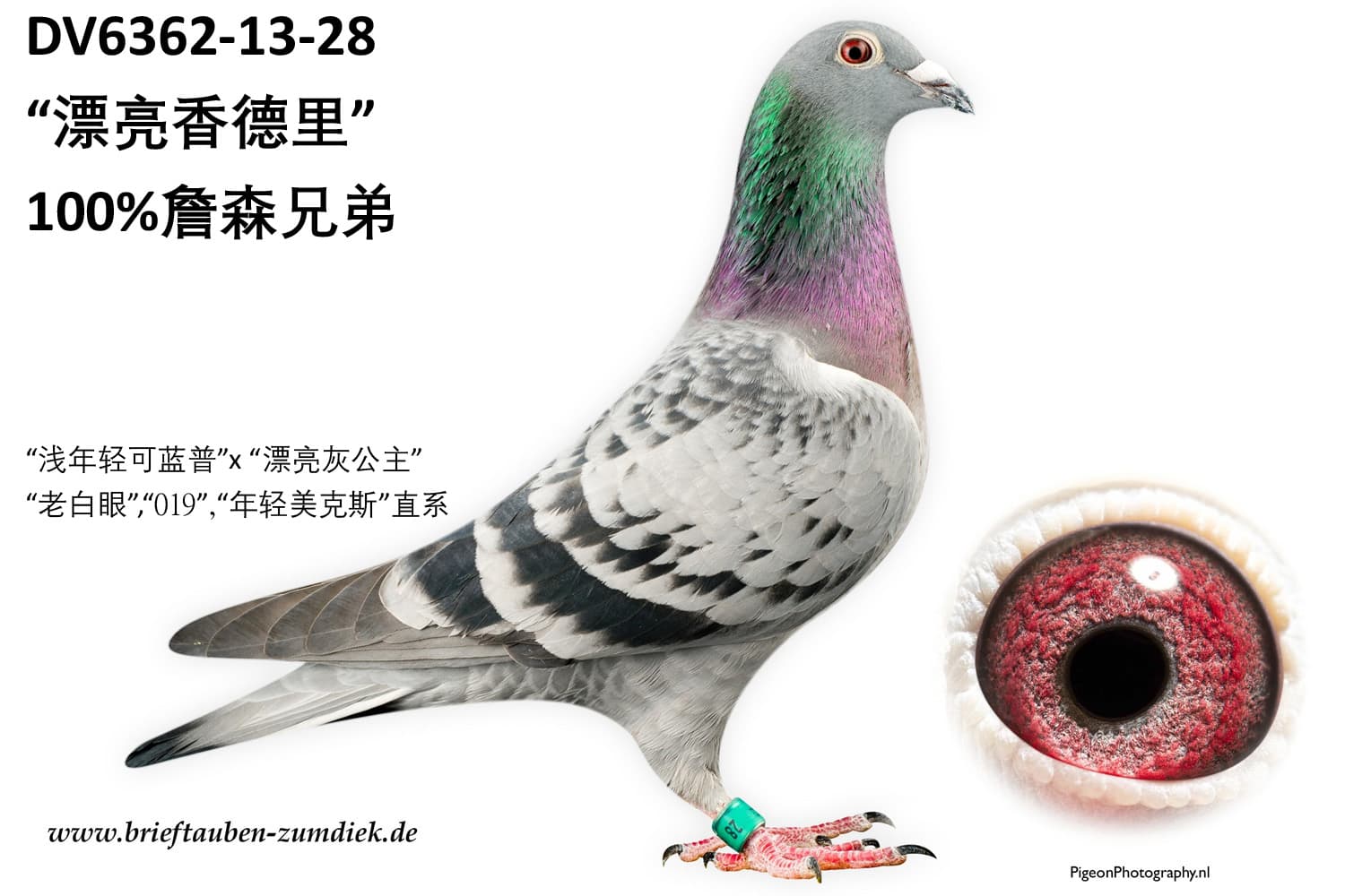 pigeon: undefined