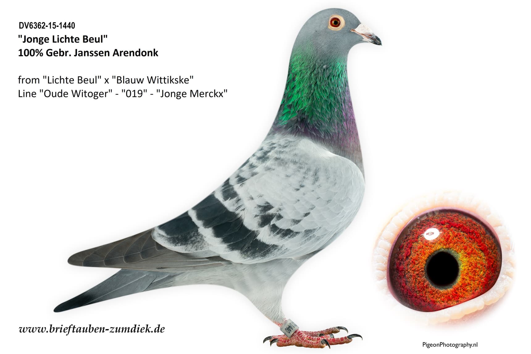 pigeon: Jonge Lichte Buel