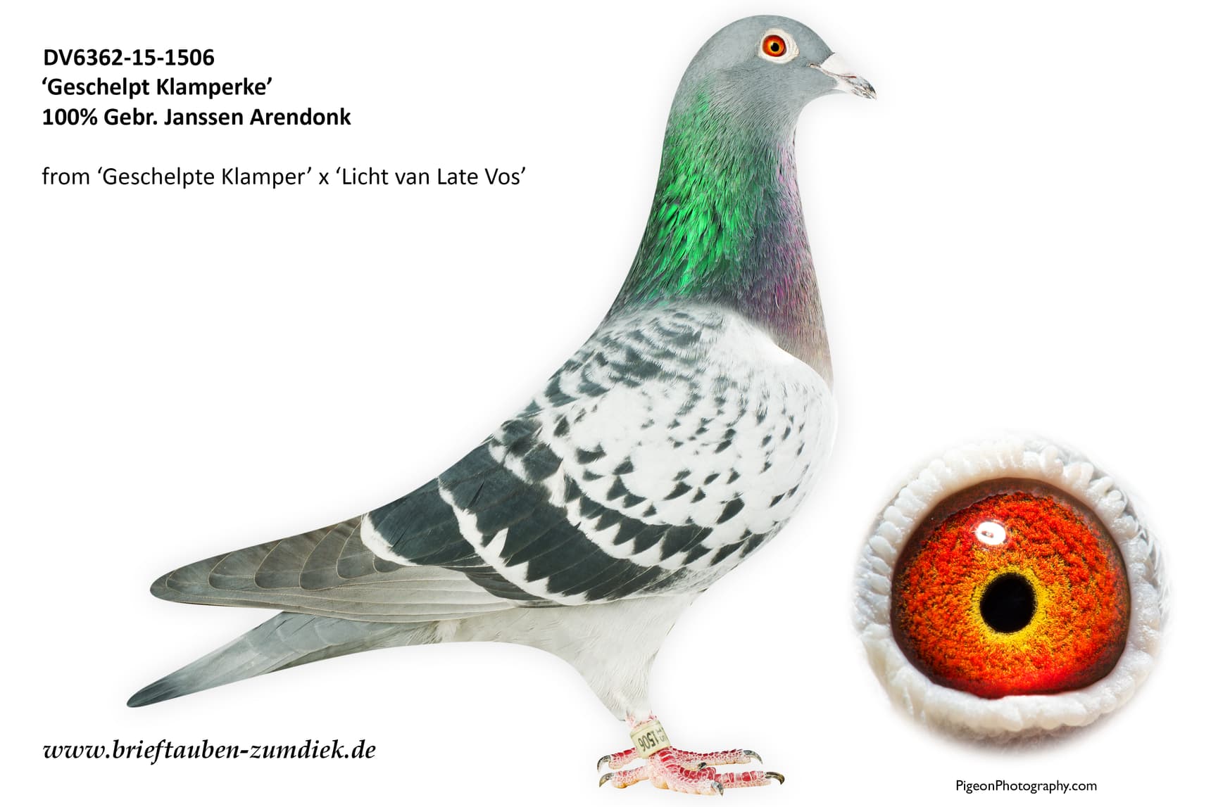 pigeon: Geschelpt Klamperke