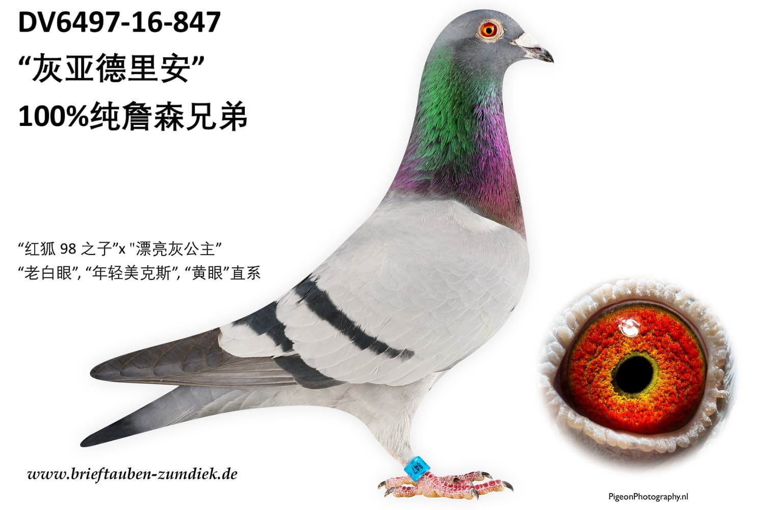 pigeon: undefined