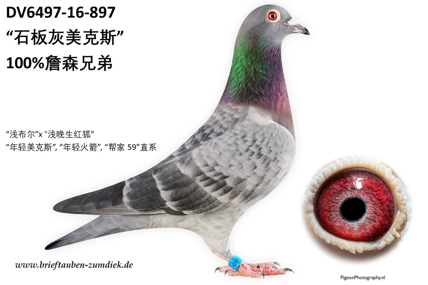 pigeon: undefined