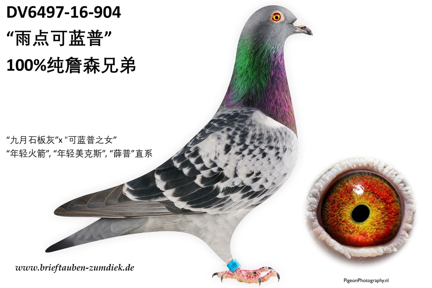 pigeon: undefined