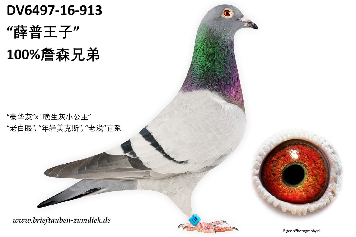 pigeon: undefined