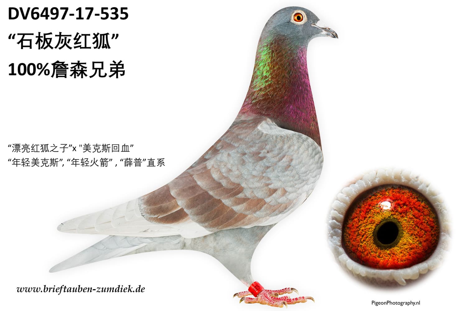 pigeon: undefined