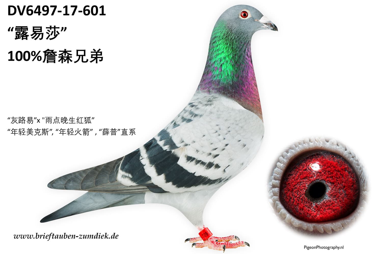 pigeon: undefined