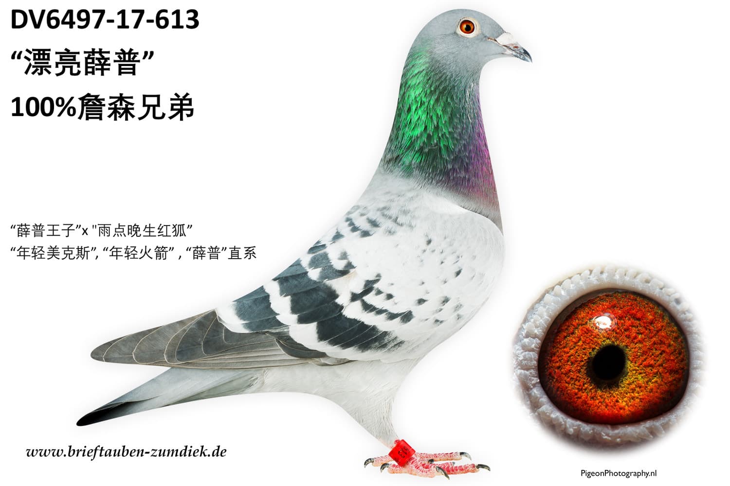 pigeon: undefined