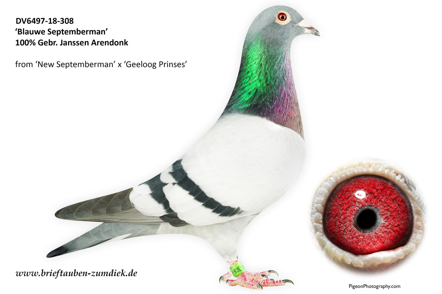 pigeon: undefined