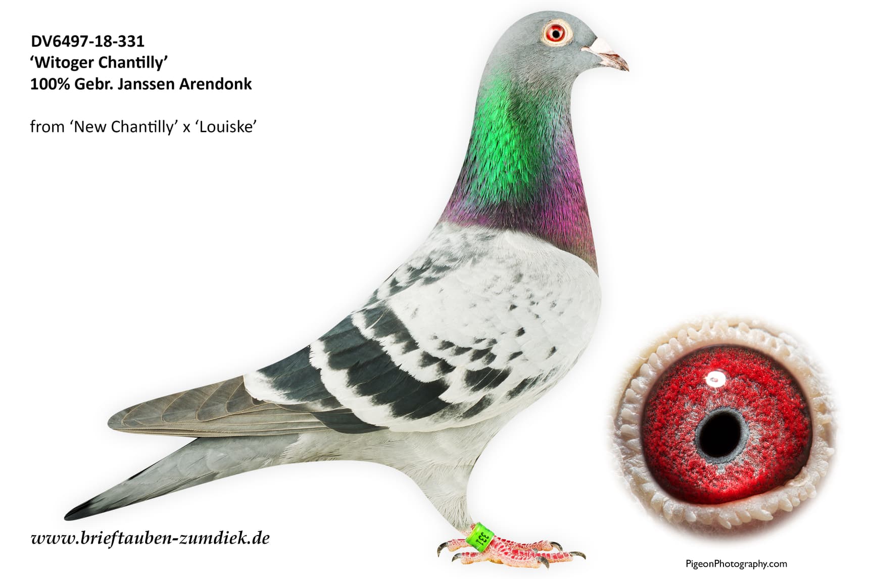 pigeon: undefined