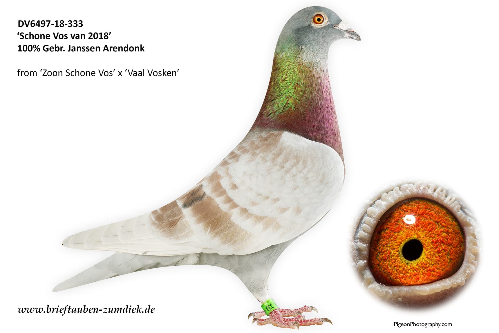pigeon: Schone Vos van 2018