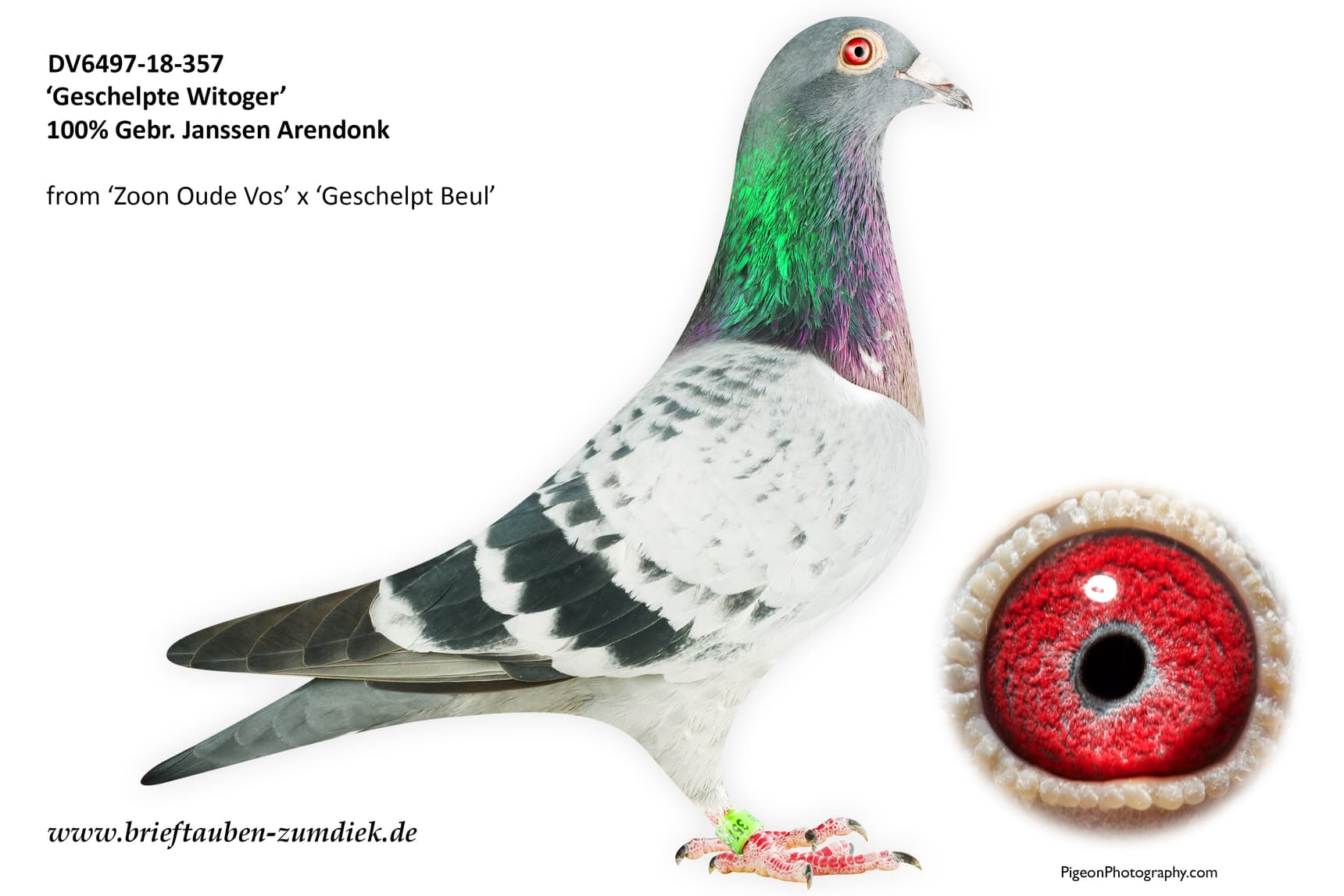pigeon: Geschelpte Witoger