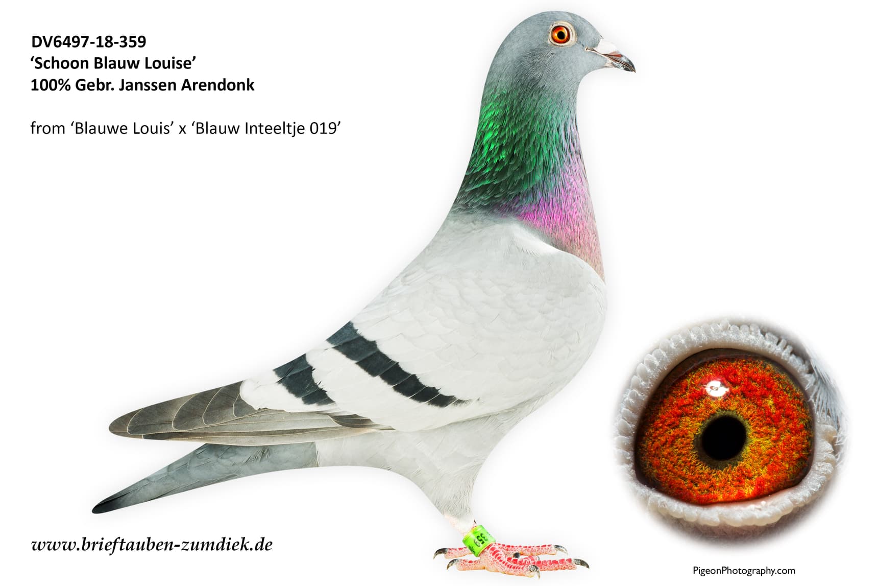 pigeon: undefined