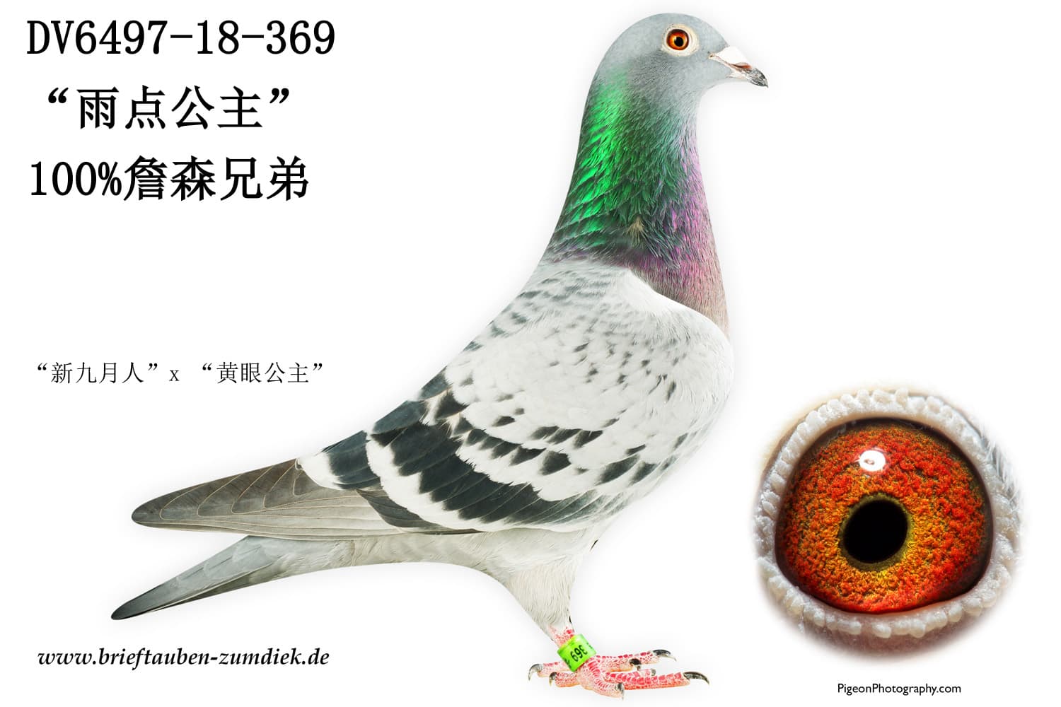 pigeon: undefined