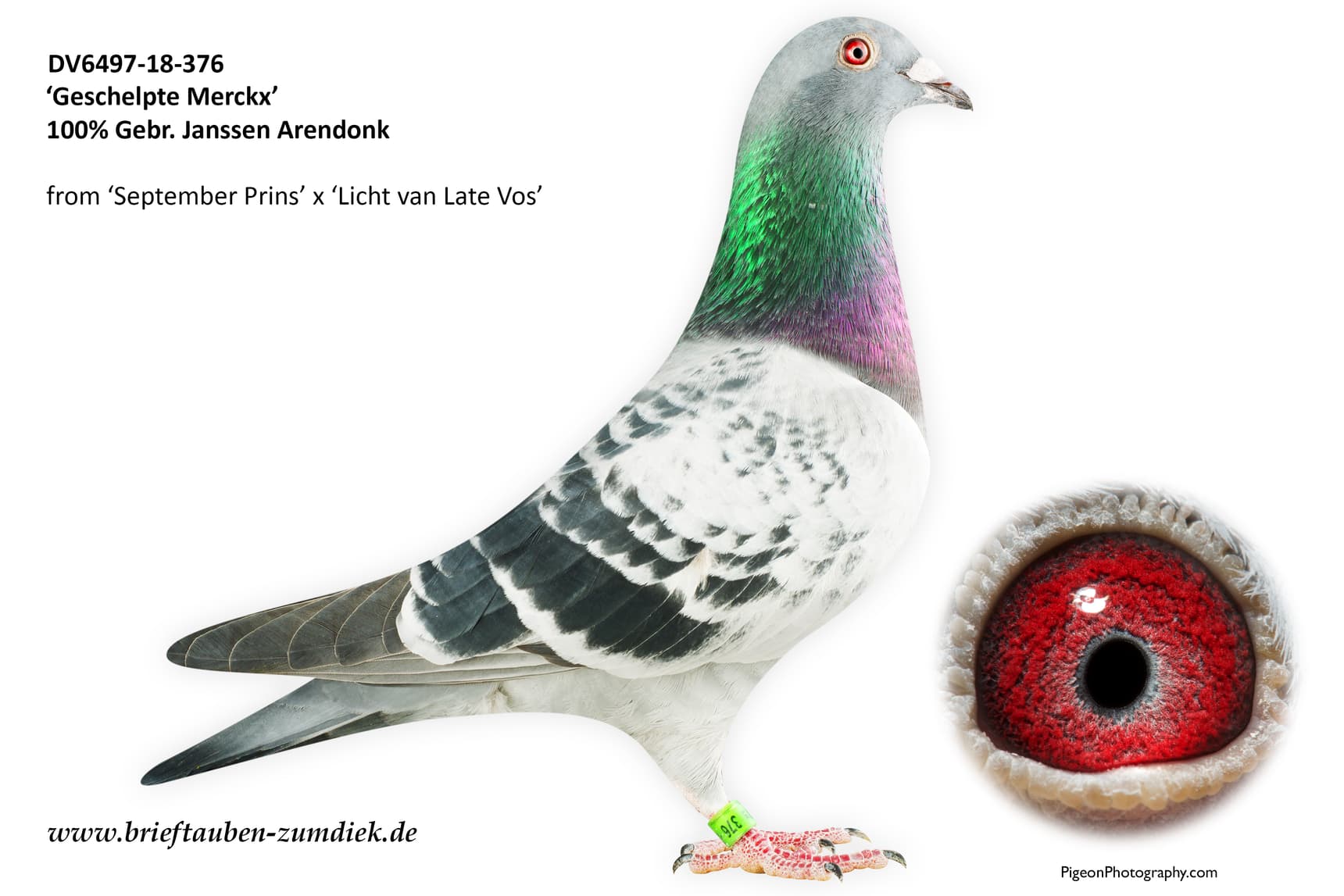 pigeon: undefined