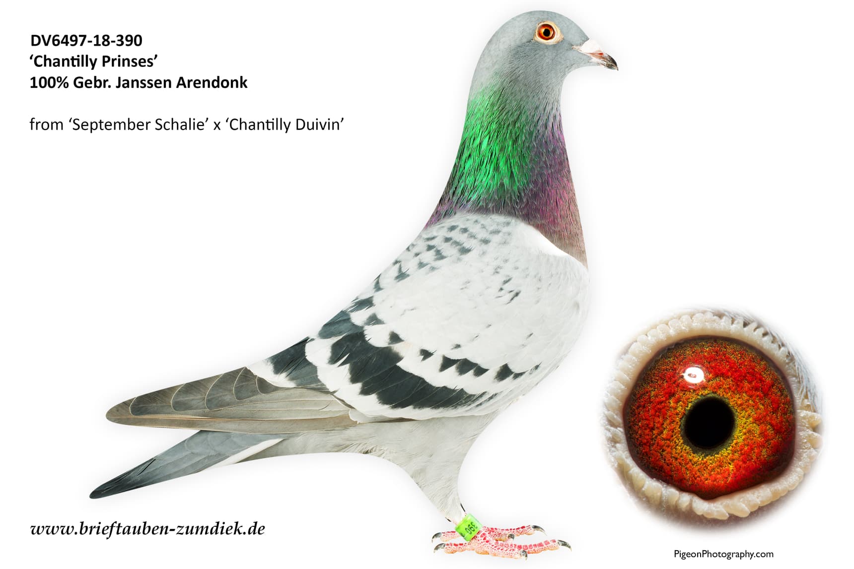pigeon: Chantilly Prinses