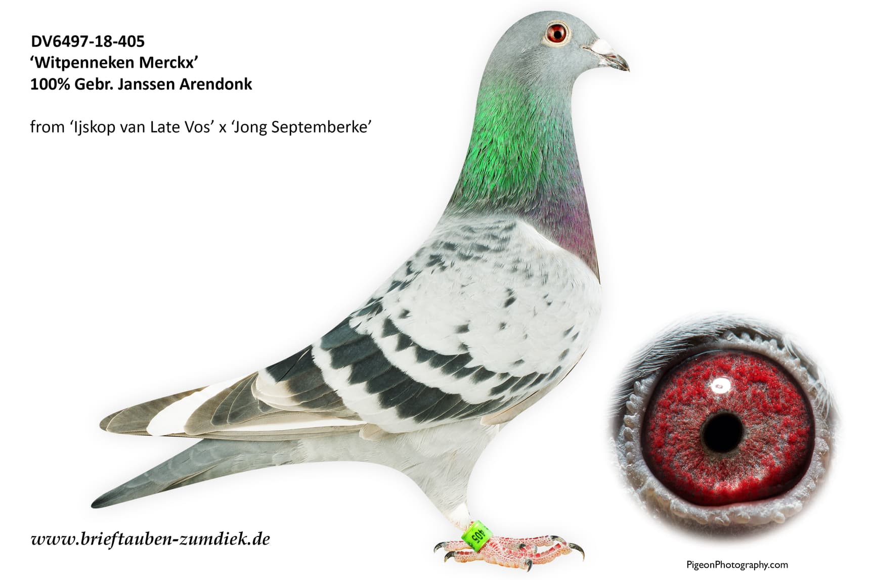 pigeon: undefined