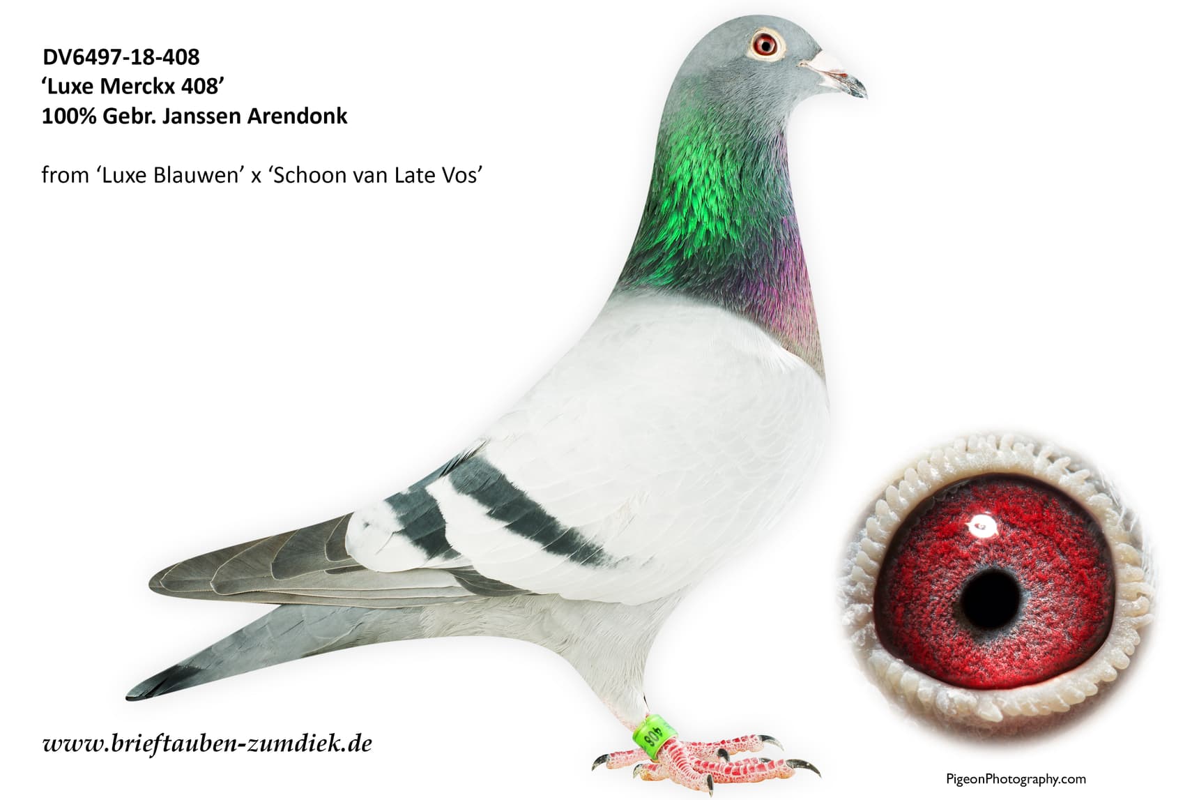 pigeon: undefined