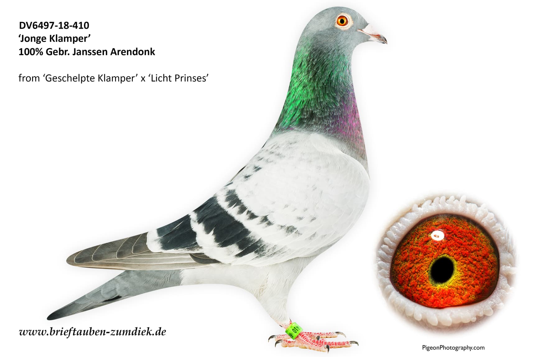 pigeon: undefined