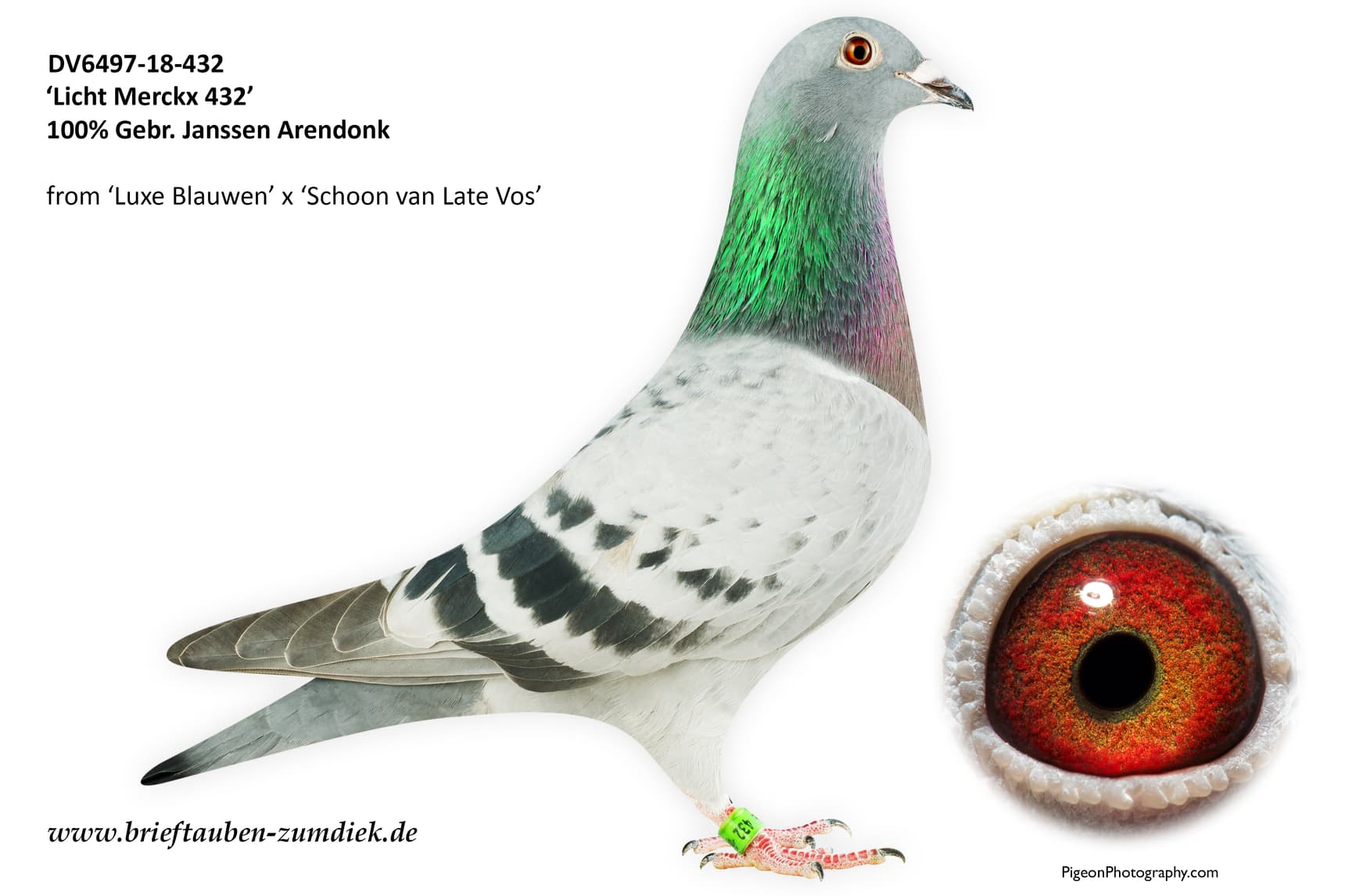 pigeon: undefined