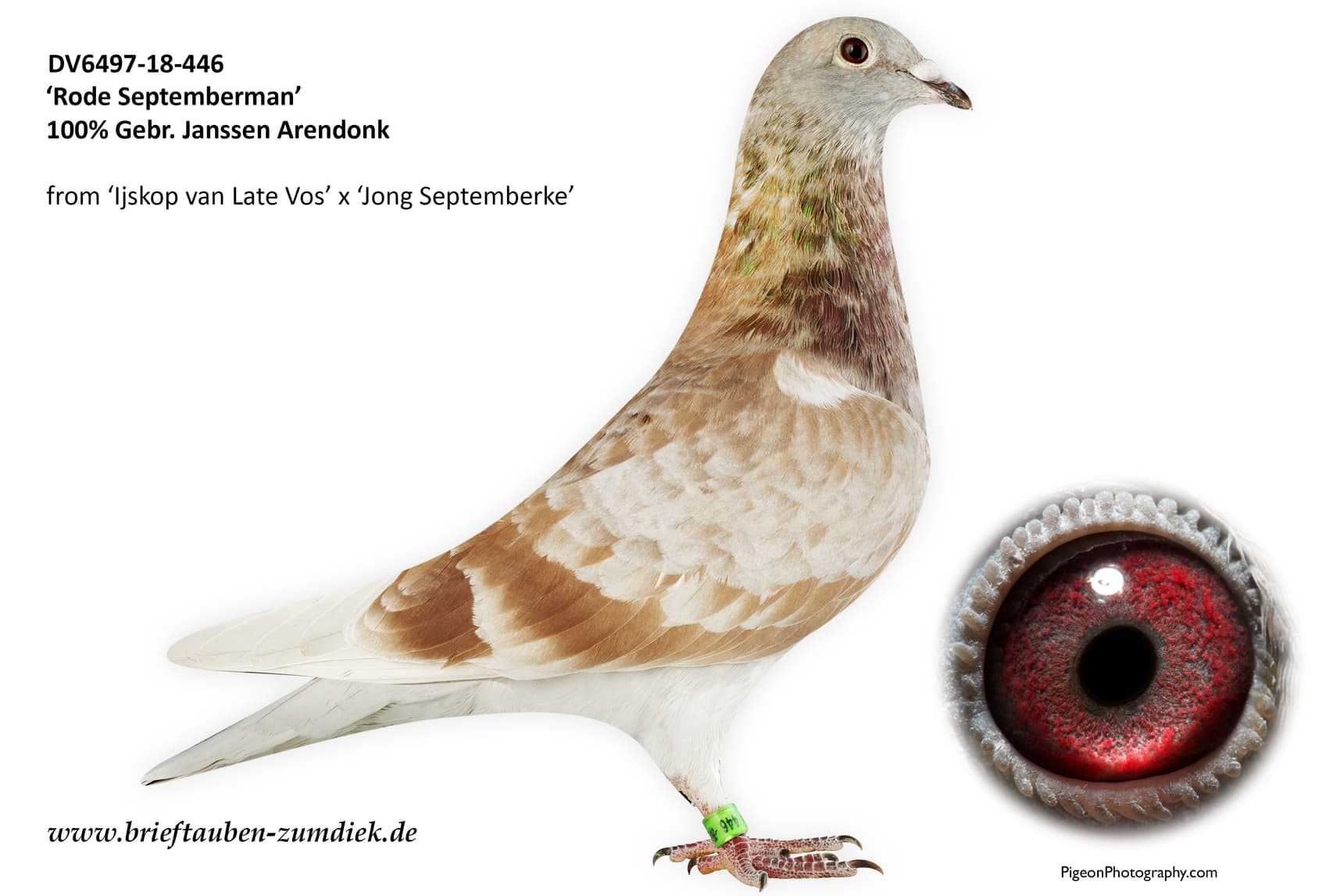 pigeon: Rode Septemberman