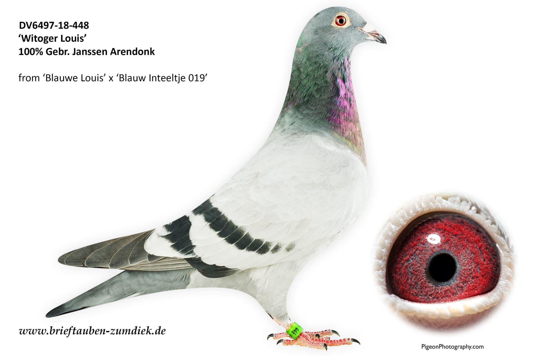 pigeon: undefined