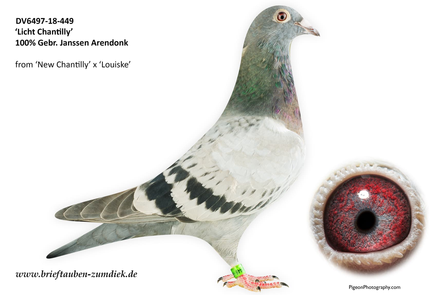 pigeon: undefined