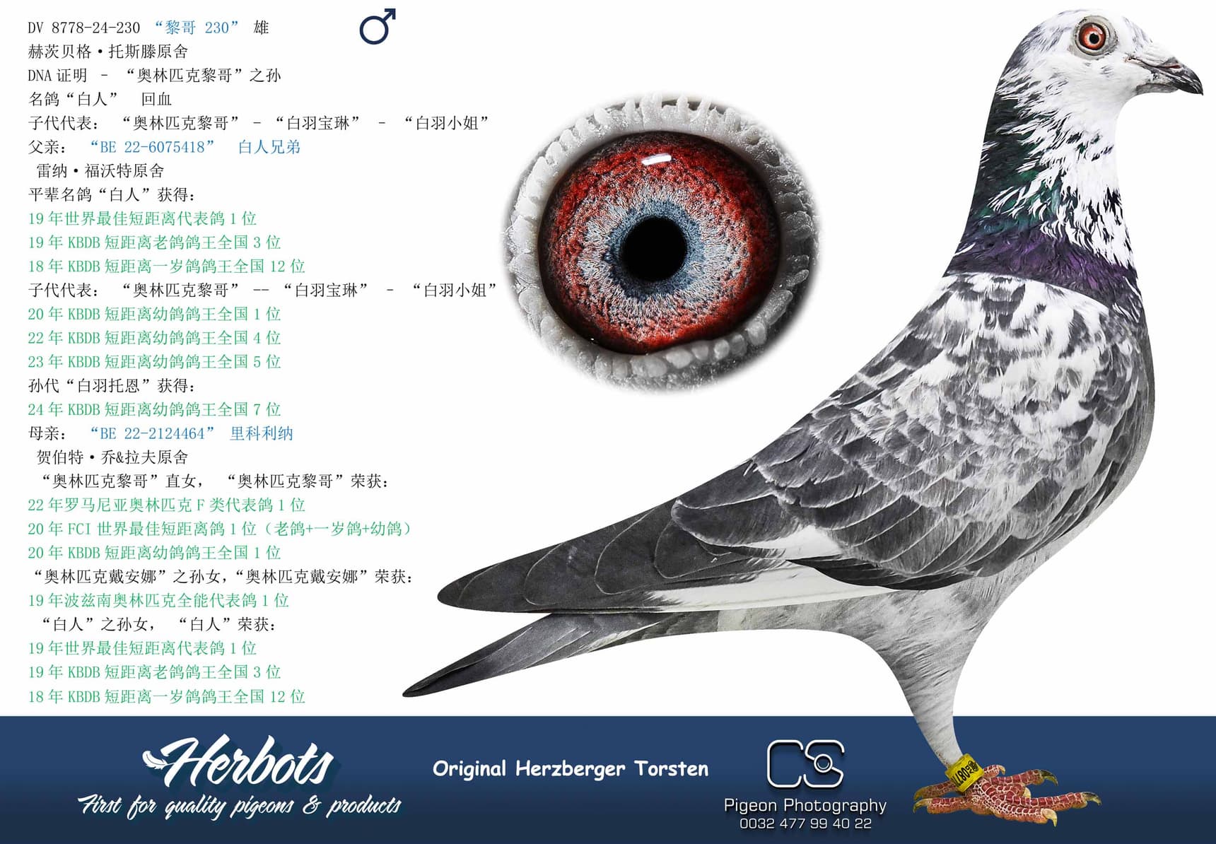 pigeon: “黎哥 230”