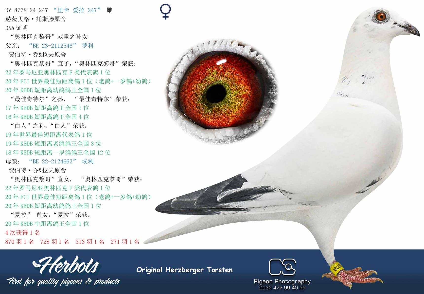 pigeon: “里卡 爱拉 247”