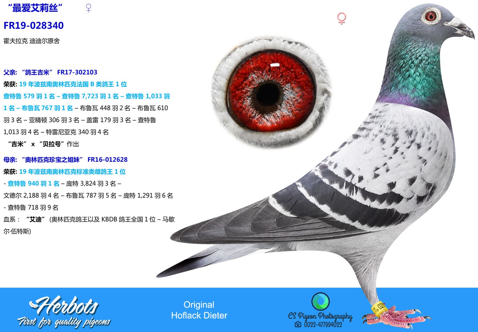 pigeon: undefined