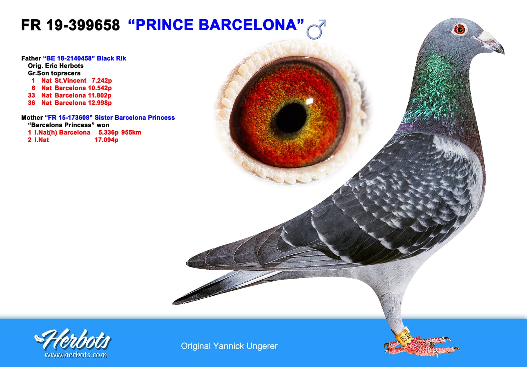 pigeon: undefined