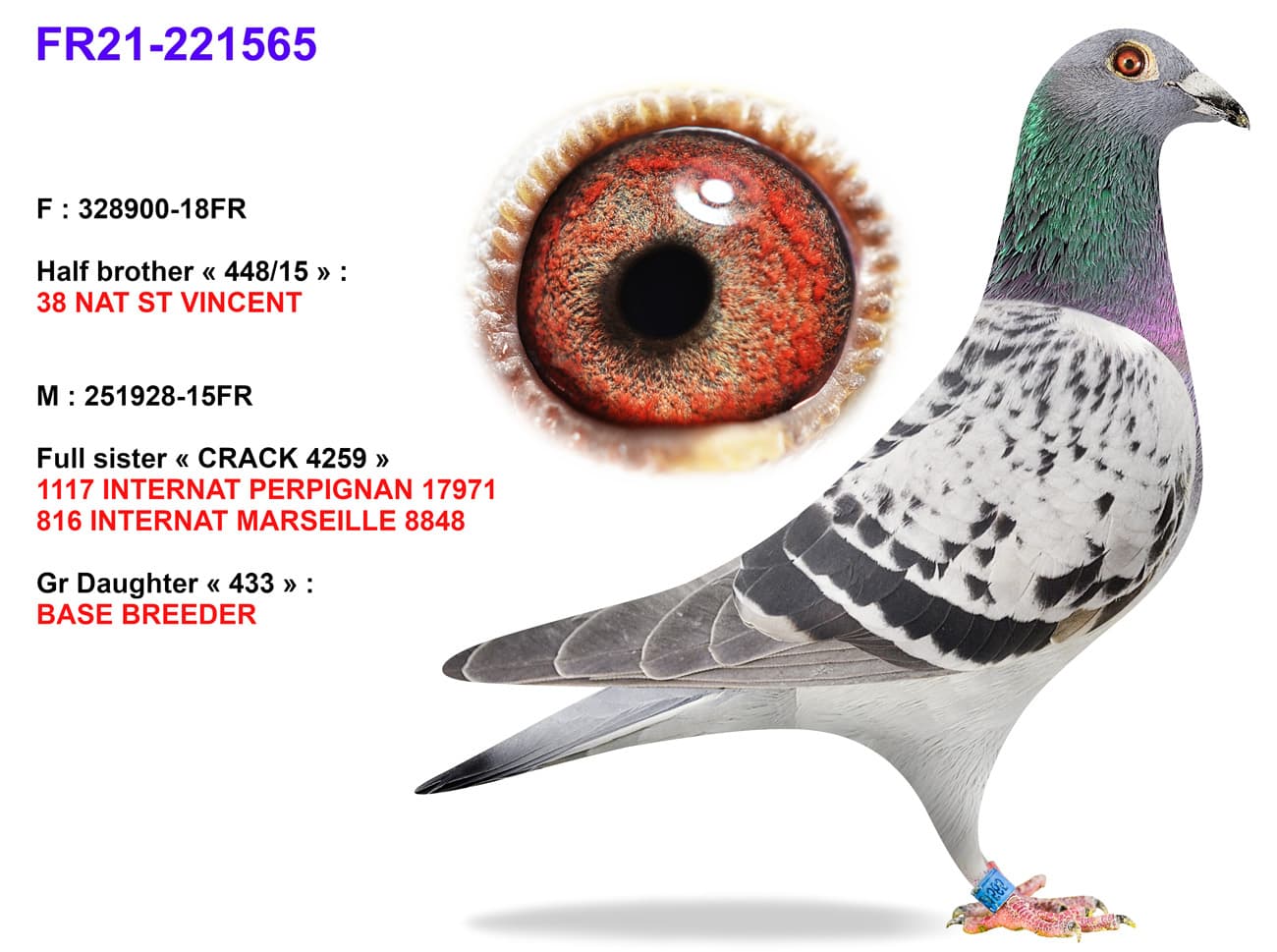 pigeon: undefined